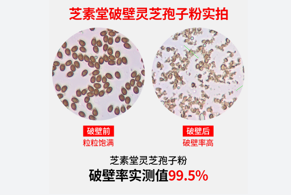 很多人都不知道，灵芝孢子粉健康人每天吃多少克?