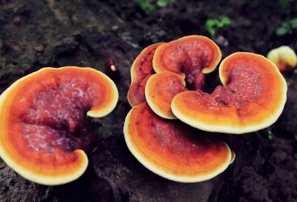 【科学解读】卵巢有囊肿可以吃灵芝孢子粉吗？