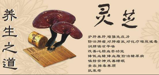 关于灵芝孢子粉的食用方法和用量，深度揭秘
