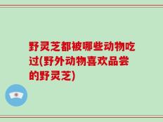野灵芝都被哪些动物吃过(野外动物喜欢品尝的野灵芝)