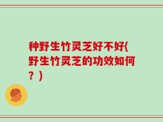种野生竹灵芝好不好(野生竹灵芝的功效如何？)