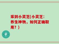 采到小灵芝(小灵芝：养生神物，如何正确取用？)