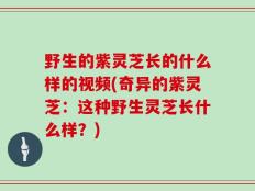 野生的紫灵芝长的什么样的视频(奇异的紫灵芝：这种野生灵芝长什么样？)