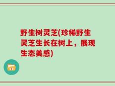 野生树灵芝(珍稀野生灵芝生长在树上，展现生态美感)