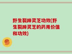 野生裂蹄灵芝功效(野生裂蹄灵芝的药用价值和功效)