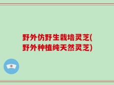 野外仿野生栽培灵芝(野外种植纯天然灵芝)