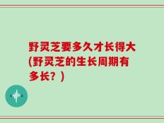 野灵芝要多久才长得大(野灵芝的生长周期有多长？)