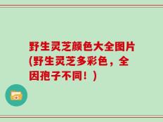 野生灵芝颜色大全图片(野生灵芝多彩色，全因孢子不同！)
