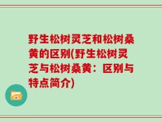 野生松树灵芝和松树桑黄的区别(野生松树灵芝与松树桑黄：区别与特点简介)