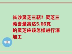 长沙灵芝三萜？灵芝三萜含量高达5.66克的灵芝应该怎样进行深加工