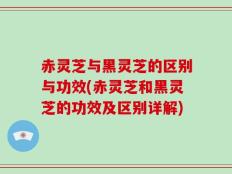 赤灵芝与黑灵芝的区别与功效(赤灵芝和黑灵芝的功效及区别详解)
