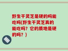 野生干灵芝是硬的吗能吃吗(野生干灵芝真的能吃吗？它的质地是硬的吗？)