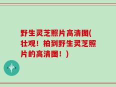 野生灵芝照片高清图(壮观！拍到野生灵芝照片的高清图！)