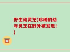 野生幼灵芝(珍稀的幼年灵芝在野外被发现！)