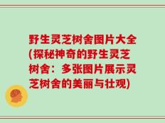 野生灵芝树舍图片大全(探秘神奇的野生灵芝树舍：多张图片展示灵芝树舍的美丽与壮观)