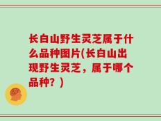 长白山野生灵芝属于什么品种图片(长白山出现野生灵芝，属于哪个品种？)