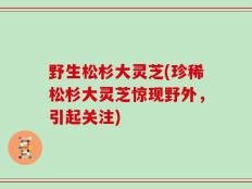 野生松杉大灵芝(珍稀松杉大灵芝惊现野外，引起关注)