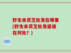 野生赤灵芝批发在哪里(野生赤灵芝批发渠道在何处？)