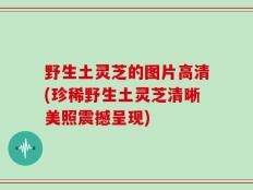 野生土灵芝的图片高清(珍稀野生土灵芝清晰美照震撼呈现)