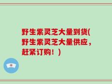 野生紫灵芝大量到货(野生紫灵芝大量供应，赶紧订购！)