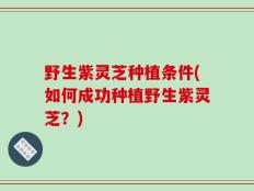 野生紫灵芝种植条件(如何成功种植野生紫灵芝？)