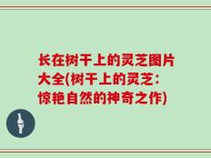 长在树干上的灵芝图片大全(树干上的灵芝：惊艳自然的神奇之作)