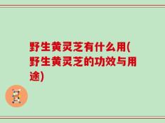 野生黄灵芝有什么用(野生黄灵芝的功效与用途)