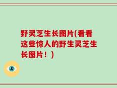 野灵芝生长图片(看看这些惊人的野生灵芝生长图片！)