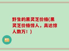 野生的黑灵芝价格(黑灵芝价格惊人，高达惊人数万！)