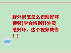 野外灵芝怎么识别好坏视频(学会辨别野外灵芝好坏，这个视频教你！)
