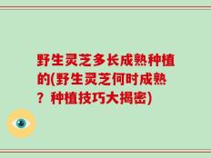 野生灵芝多长成熟种植的(野生灵芝何时成熟？种植技巧大揭密)