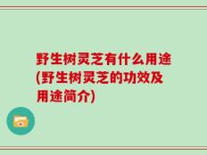 野生树灵芝有什么用途(野生树灵芝的功效及用途简介)