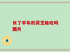 长了半年的灵芝能吃吗图片