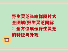 野生灵芝长啥样图片大全图解(野生灵芝图解：全方位展示野生灵芝的特征与外观