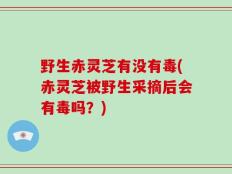 野生赤灵芝有没有毒(赤灵芝被野生采摘后会有毒吗？)