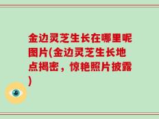 金边灵芝生长在哪里呢图片(金边灵芝生长地点揭密，惊艳照片披露)