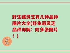 野生藏灵芝有几种品种图片大全(野生藏灵芝品种详解：附多张图片！)