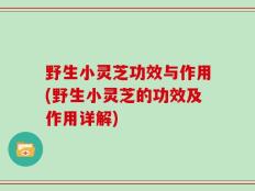 野生小灵芝功效与作用(野生小灵芝的功效及作用详解)