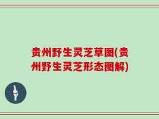 贵州野生灵芝草图(贵州野生灵芝形态图解)