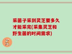 采菌子采到灵芝要多久才能采完(采集灵芝和野生菌的时间需求)