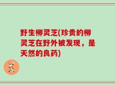 野生柳灵芝(珍贵的柳灵芝在野外被发现，是天然的良药)