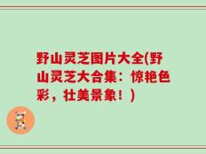 野山灵芝图片大全(野山灵芝大合集：惊艳色彩，壮美景象！)