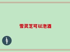 雪灵芝可以泡酒