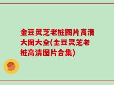 金豆灵芝老桩图片高清大图大全(金豆灵芝老桩高清图片合集)