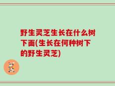 野生灵芝生长在什么树下面(生长在何种树下的野生灵芝)