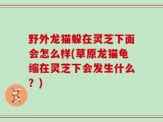 野外龙猫躲在灵芝下面会怎么样(草原龙猫龟缩在灵芝下会发生什么？)