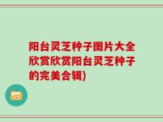阳台灵芝种子图片大全欣赏欣赏阳台灵芝种子的完美合辑)