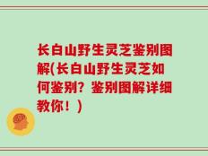 长白山野生灵芝鉴别图解(长白山野生灵芝如何鉴别？鉴别图解详细教你！)