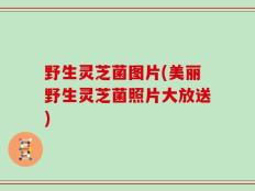 野生灵芝菌图片(美丽野生灵芝菌照片大放送)