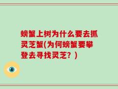 螃蟹上树为什么要去抓灵芝蟹(为何螃蟹要攀登去寻找灵芝？)